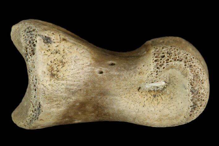 Theropod Phalange (Toe Bone) - Judith River Formation #129809